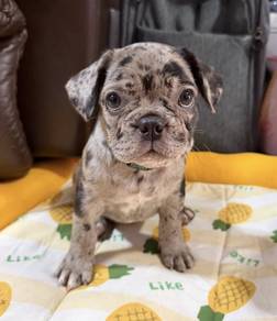 FRENCH BULLDOG PUPPIES 🌻S120 Charming Girl