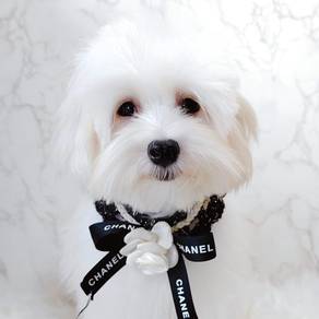 Maltese