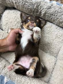 Apple head Chihuahua 