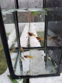 Yellow banana sb guppy 