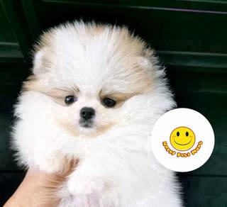 P_XTT1228 Tiny Pomeranian puppies