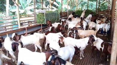 Kambing nazar aqiqah korban