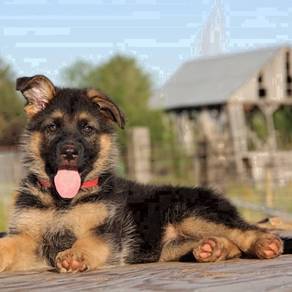 KKG_K1554 German Shepherd GSD puppy #MKA