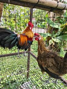 Ayam hutan