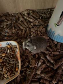 Roborovski Hamster for Sale