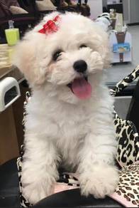 BC2000 Mini size Bichon Frise puppies
