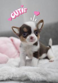CHIHUAHUA PUPPIES VIP67🌷Head Apple Cute Dog