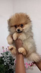 Pomeranian 
