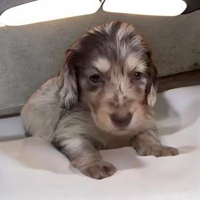 Dachshund long hair mka chip