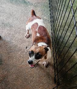 Jack Russell