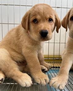 Labrador Retriever Puppies Available – JB & KL