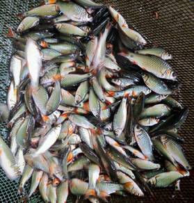 ikan lampam 