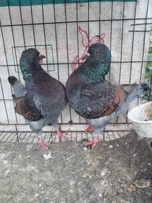 Merpati English Modena Muda