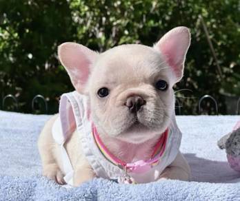 FRENCH BULLDOG PUPPIES 🌻S230 Boy