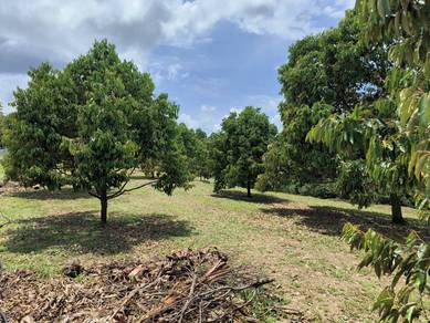 Agricultural Land in Raub, PHG