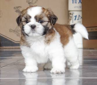 SHIH TZU PUPPIES A315 🌻 Small Dog Fluffy