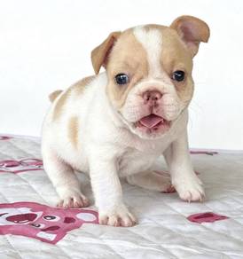 FRENCH BULLDOG PUPPIES VIP824🌻 Cute Puppy