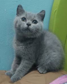 British Shorthair 