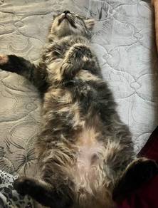 Mix cat female