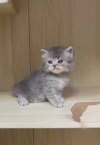 British short hair golden blue
