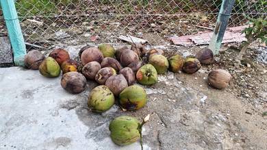 Kelapa tua santan 