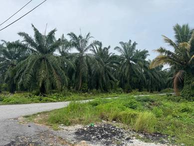 Agricultural Land in Bukit Rotan, SGR