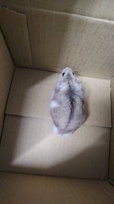 Dwarf Hamster