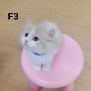 cat kitten