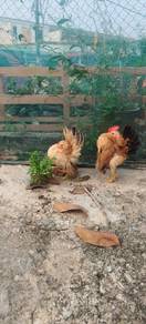 Ayam Serama 