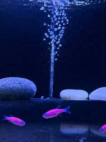 Red Danio