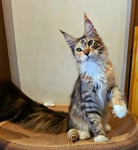 mainecoon mum and kitten 