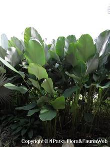 Calathea Lutea