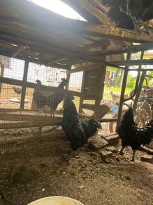 ayam cemani