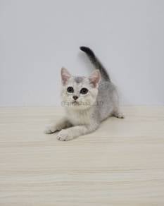 British Shorthair Kitten