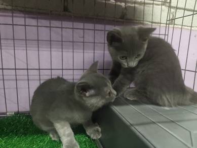 Kucing sepasang