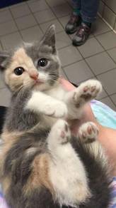 Bsh Bicolor Kitten