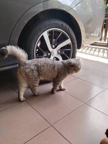 Bsh silver