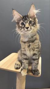 mainecoon