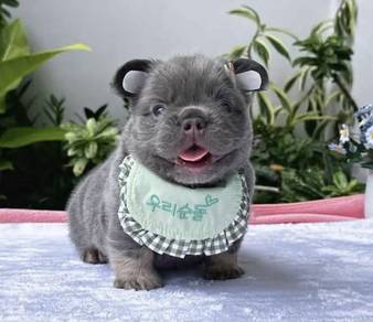 FRENCH BULLDOG PUPPIES 26🌻Premium Quality ~Fluffy