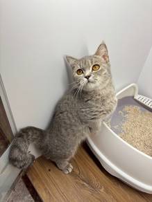 Munchkin Cat