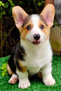 CORGI PUPPIES C160 Available Male & Female