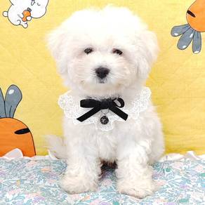 Bichon