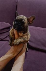French bulldog 