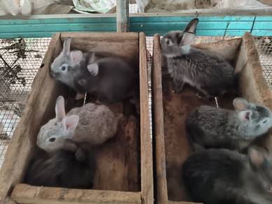 mix rabbit