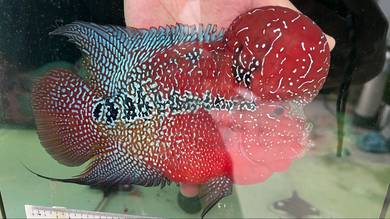Flowerhorn Male with Huge Kok