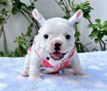 FRENCH BULLDOG PUPPIES 🌻S148 Charming  Boy~Girl