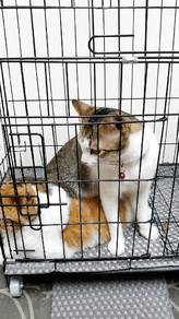 kucing jalanan