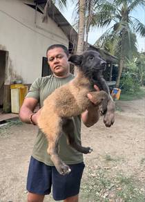 Belgian Malinois puppies