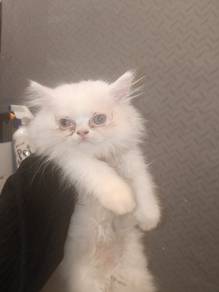 persian