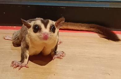 White Face Sugar Glider